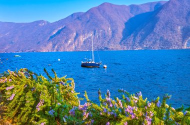 Çiçek açan biberiye Lugano Gölü kıyısında Heleneum Parkı, Lugano, İsviçre