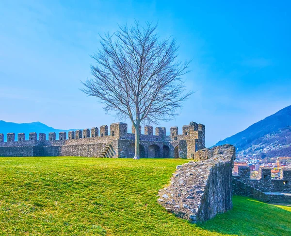 Castelgrande kalesinin avlusundaki yalnız ağaç, Bellinzona, İsviçre