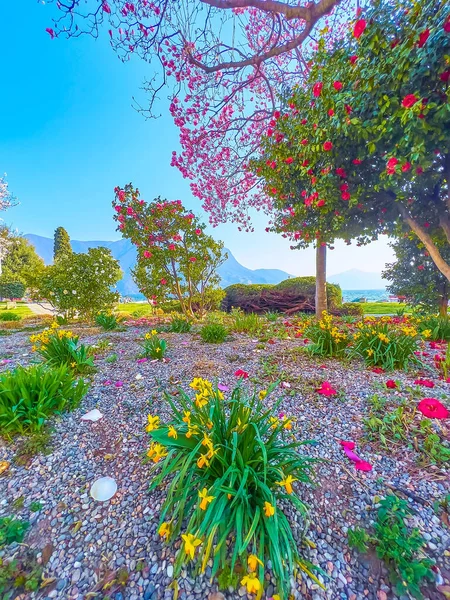 Bloeiende Bloemen Parco Ciani Van Lugano Zwitserland — Stockfoto