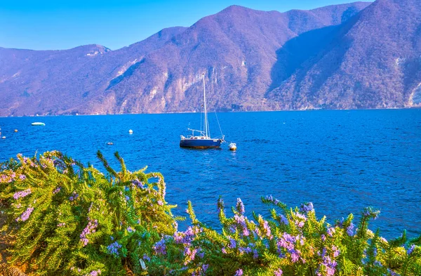Çiçek açan biberiye Lugano Gölü kıyısında Heleneum Parkı, Lugano, İsviçre