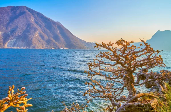 Sviçre Nin Batısında Lugano Gölü Kıyısındaki Küçük Bükülmüş Ağaç — Stok fotoğraf