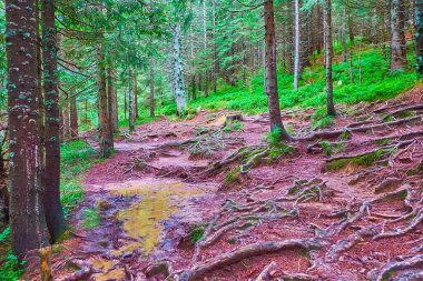 Yerde eski ağaç kökleri olan dağ kozalakları, uzun tarla gövdeleri, sığ dereler ve yemyeşil alanlar, Hoverla yamacı, Karpatlar, Ukrayna