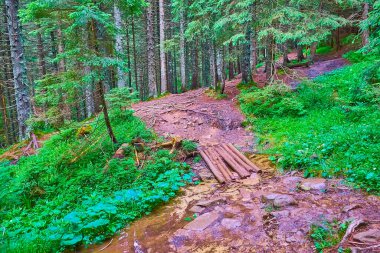 Karpatlar 'ın vahşi doğası, Ukrayna' nın Hoverla Dağı, Prut Nehri 'nin sığ deresinden geçen küçük kütük geçidi manzaralı derin kozalaklı ormanlar.