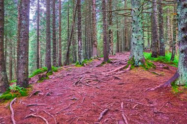 Hoverla Dağı, Karpatlar ve Ukrayna 'nın yamacındaki ormandaki liken ağaçlarının arasında yürü.