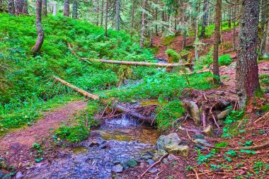 Prut Nehri 'nin kıvrımlı deresi derin kozalaklı ormanın ortasında dökülen odunlar, eğrelti otları ve uzun tarla ağaçları, Hoverla Dağı, Karpatlar, Ukrayna