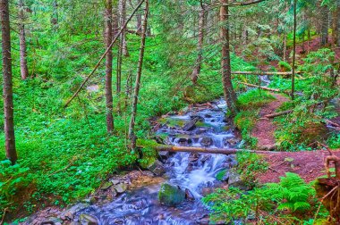 Prut Nehri 'nin dar deresi, Hoverla Dağı, Chornohora Sıradağları, Karpatlar, Ukrayna' nın derin kozalaklı ormanları arasında akar.