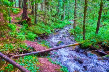 Hoverla Dağı eteğindeki pitoresk karaçam ormanı dar kıvrımlı Prut Nehri ve eski devrilmiş ağaçlar, Chornohora Sıradağları, Karpatlar, Ukrayna