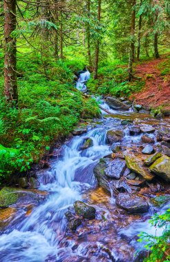 Prut Nehri, Hoverla Dağı 'ndan başlayarak Vorokhta, Ukrayna' nın derin kozalaklı ormanı boyunca uzanır.