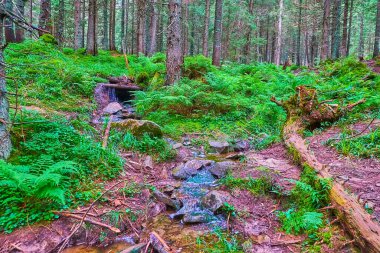 Kırmızı toprağı ve dar deresi olan renkli kozalaklı orman Ukrayna 'nın Hoverla Dağı' ndan başlayıp Prut Nehri 'ne doğru ilerliyor.