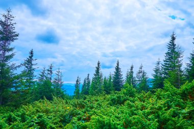 Uzun tarla ağaçları ve kozalaklı çalılarla Subalpine Bölgesi Panoraması, Hoverla Dağı, Karpatlar, Ukrayna