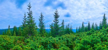 Karpatlar, Karpatlar ve Ukrayna 'nın Hoverla Dağı' ndaki Subalpine Bölgesi ormanının yüksek çayırları ve ardıç ağaçlarıyla panorama