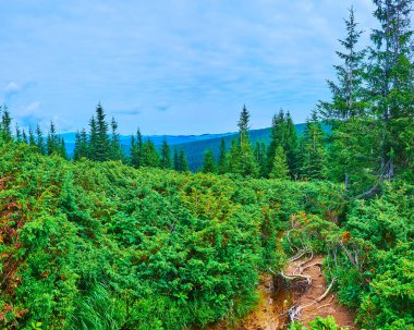Hoverla Dağı 'nın yamacındaki, dağcılar, Karpatlar ve Ukraynalılar için dar bir viraj yolu olan ardıç çalılıkları.