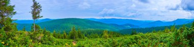 Subalpine Bölgesi 'nin sulu yeşil ardıç ormanının panoramik manzarası dağ manzarası, Hoverla Dağı, Karpatlar, Ukrayna