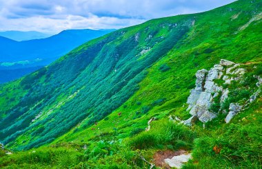 Alp Tundra, Hoverla, Karpatlar ve Ukrayna 'nın yamaçlarındaki Subalpine bölgesinin çimenleri ve ardıçkuşları.