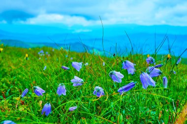 Hoverla Dağı, Chornohora Sıradağları, Karpatlar, Ukrayna 'nın yamacındaki sulu yeşil çimenlerin arasında açan renkli kır çiçekleri.