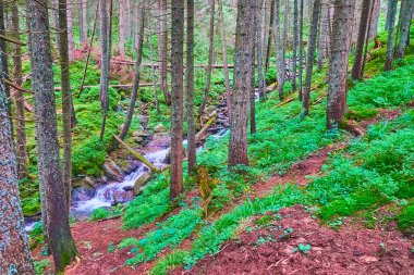 Hoverla Dağı eteğindeki gölgeli yeşil tarla ormanı. Prut Nehri, Vorokhta, Ukrayna 'nın kaynağında dar bir dere var.