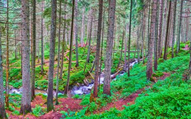 Prut Nehri 'nin kaynağında, Ukrayna' nın Vorokhta, Hoverla Dağı 'nın eteğinde, kırmızı toprağı ve kıvrımlı deresi olan karanlık, derin kozalaklı kozalaklı kozalaklı orman.