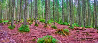 Derin kozalaklı kozalaklı ormanın panoraması, uzun tarla ağaçları, yayılmış kökler, kızılımsı toprak ve parlak yeşil çalılıklar, Hoverla Dağı, Karpatlar, Ukrayna