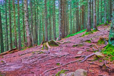 Uzun tarla ağaçları, yayılmış kökleri, kızıl orman toprağı, Hoverla Dağı, Karpatlar, Ukrayna