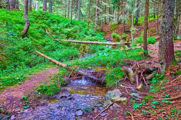 Prut Nehri 'nin kıvrımlı deresi derin kozalaklı ormanın ortasında dökülen odunlar, eğrelti otları ve uzun tarla ağaçları, Hoverla Dağı, Karpatlar, Ukrayna