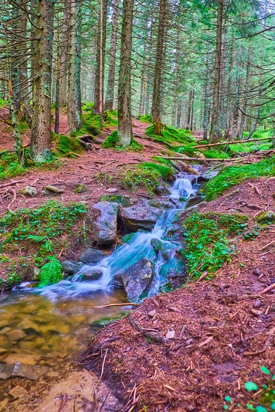 Old Larch Trees Conifer Forest Winding Narrow Source Prut River — Stock Photo, Image