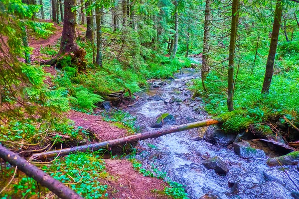 Hoverla Dağı eteğindeki pitoresk karaçam ormanı dar kıvrımlı Prut Nehri ve eski devrilmiş ağaçlar, Chornohora Sıradağları, Karpatlar, Ukrayna
