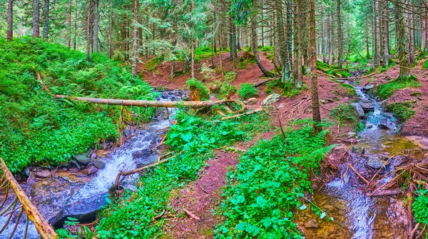 Panoramic View Scenic Larch Forest Mount Hoverla Flowing Prut River — Stock Photo, Image