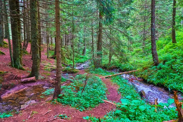 Dar dereleri ve Prut Nehri 'nin kaynağıyla gölgeli kozalaklı ormanı Hoverla Dağı, Chornohora Sıradağları, Vorokhta, Ukrayna
