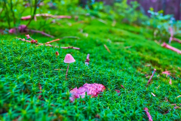 Small Conocybe Mushroom Bright Green Common Haircap Moss Deep Conifer — Zdjęcie stockowe