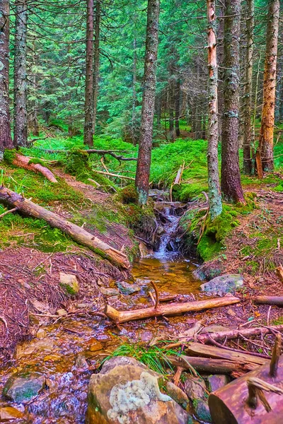Small Creek Flowing Conifer Trees Old Larch Forest Mount Hoverla — Stock Photo, Image