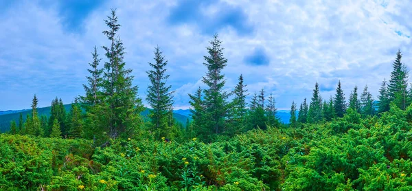 Karpatlar, Karpatlar ve Ukrayna 'nın Hoverla Dağı' ndaki Subalpine Bölgesi ormanının yüksek çayırları ve ardıç ağaçlarıyla panorama