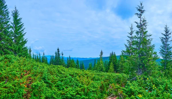 Panorama Subalpine Zone Mount Hoverla Tall Conifer Trees Thickets Shrubs — 스톡 사진