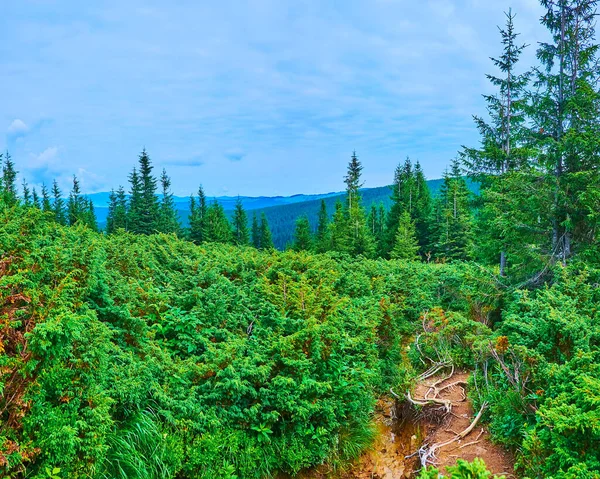 Hoverla Dağı 'nın yamacındaki, dağcılar, Karpatlar ve Ukraynalılar için dar bir viraj yolu olan ardıç çalılıkları.