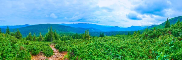 Hoverla Dağı yamacında, Karpatlar 'da, Ukrayna' da ardıçkuşu ve dere yatağı olan Subalpine Bölgesi Ormanı Panoraması