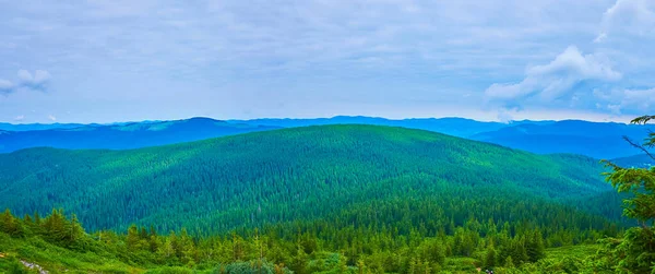Ukrayna 'nın Chornohora Sıradağları, Hoverla Dağı' nın yamacından görünen kozalaklı Karpatların manzarası.