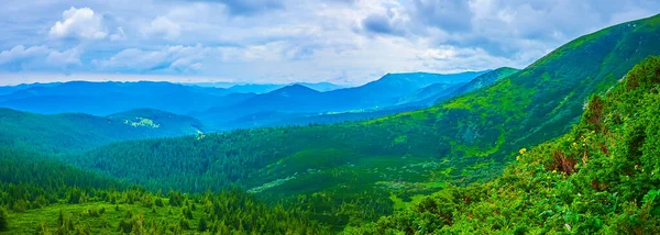 Panorama Verdes Pendientes Del Monte Hoverla Con Plantas Zona Subalpino — Foto de Stock