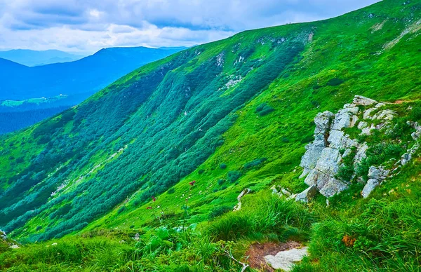 Alp Tundra, Hoverla, Karpatlar ve Ukrayna 'nın yamaçlarındaki Subalpine bölgesinin çimenleri ve ardıçkuşları.