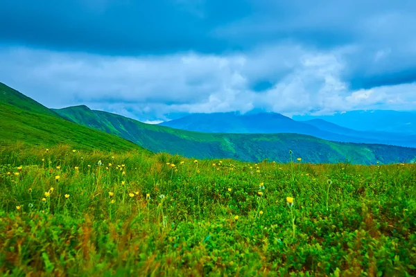 Lush Green Meadow Colorful Blooming Flowers Slope Mount Hoverla Carpathians — Fotografia de Stock