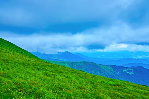 Bright Green Slope Mount Hoverla Grasses Flowers Alpine Tundra Zone — Foto de Stock