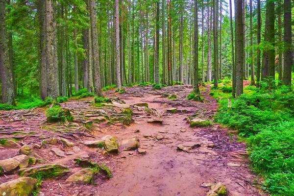 Karayipler, Karpatlar, Ukraynalılar, Kartacalılar, Kartaca Dağları, Hoverla Dağı, Kırmızımsı toprağı olan eski kozalaklı kozalaklı ormanlarda yürüyüşün tadını çıkarın.