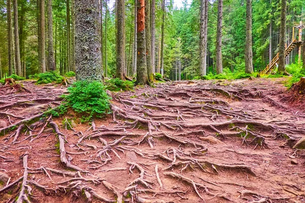 Picturesque Larch Forest Slope Mount Hoverla View Spread Tree Roots — ストック写真