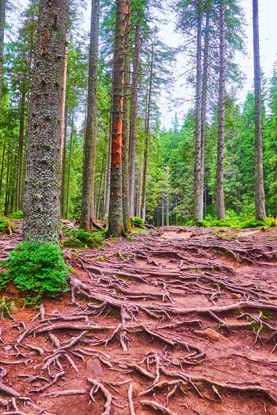 Tall Slender Larch Trees Spread Roots Covering Red Soil Forest — ストック写真