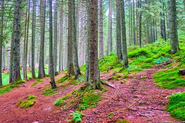 Enjoy Walk Deep Larch Forest Red Soil Bright Green Moss — Foto Stock