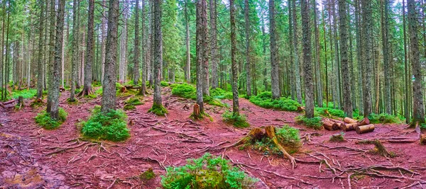 Derin kozalaklı kozalaklı ormanın panoraması, uzun tarla ağaçları, yayılmış kökler, kızılımsı toprak ve parlak yeşil çalılıklar, Hoverla Dağı, Karpatlar, Ukrayna