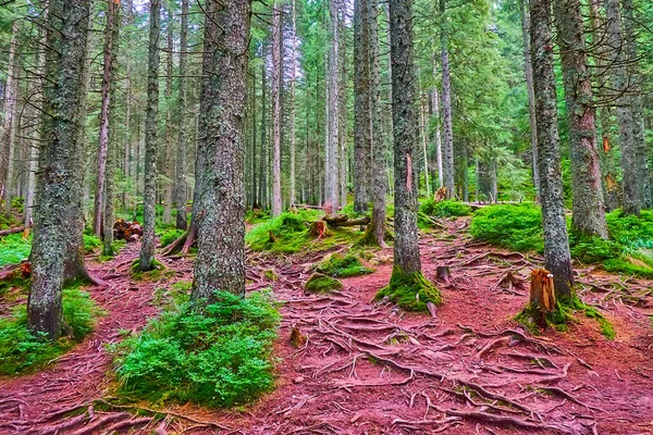 Old Tall Slender Trunks Conifer Trees Covered Lichen Moss Deep — ストック写真