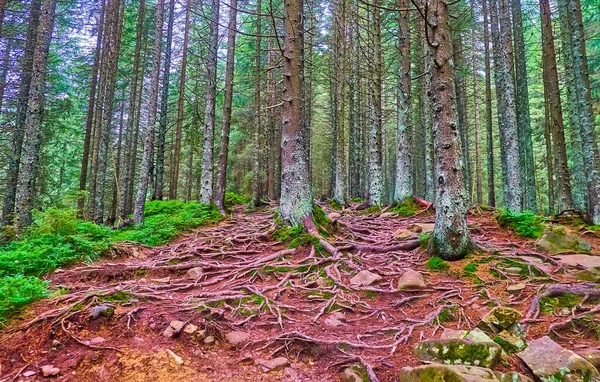 Kırmızı toprağı olan Hoverla Dağı 'nın yamacı, ağaç kökleri ve uzun kozalaklı ormanlar, Karpatlar, Ukrayna