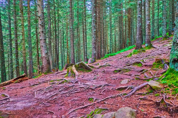 Uzun tarla ağaçları, yayılmış kökleri, kızıl orman toprağı, Hoverla Dağı, Karpatlar, Ukrayna
