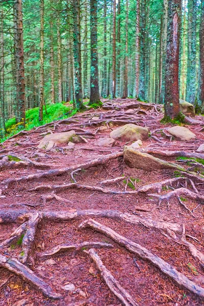 Slope Mount Hoverla Spread Tree Roots Rotten Conifer Needles Forest — ストック写真