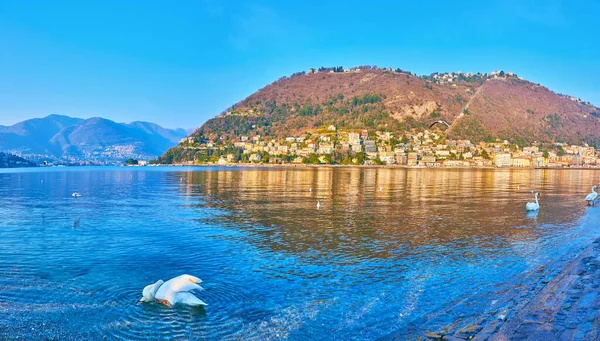 Como Gölü kıyısından Panorama, Como yüzen kuğular ve Monte Boletto arka planda, Lombardy, İtalya