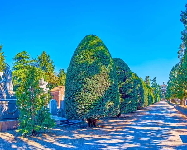 Приємна Алея Деревами Меморіальному Цвинтарі Мілані Італія — стокове фото
